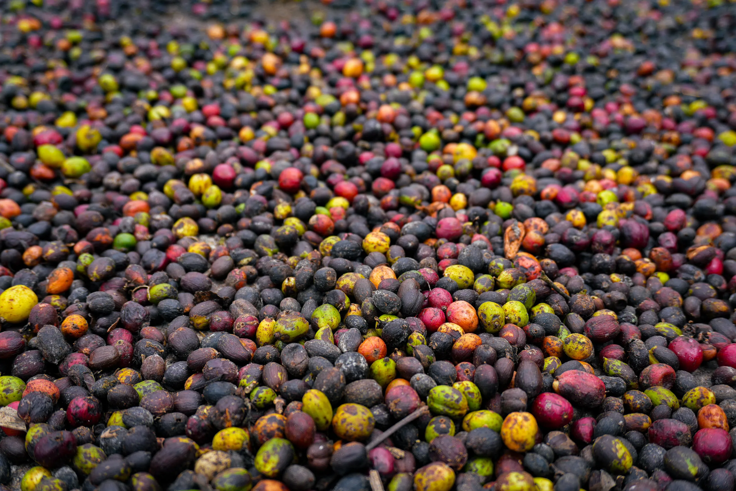 Grano de cacao fresco en baba